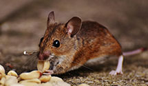 24 Hour & Emergency Exterminators in Wilmerding, PA